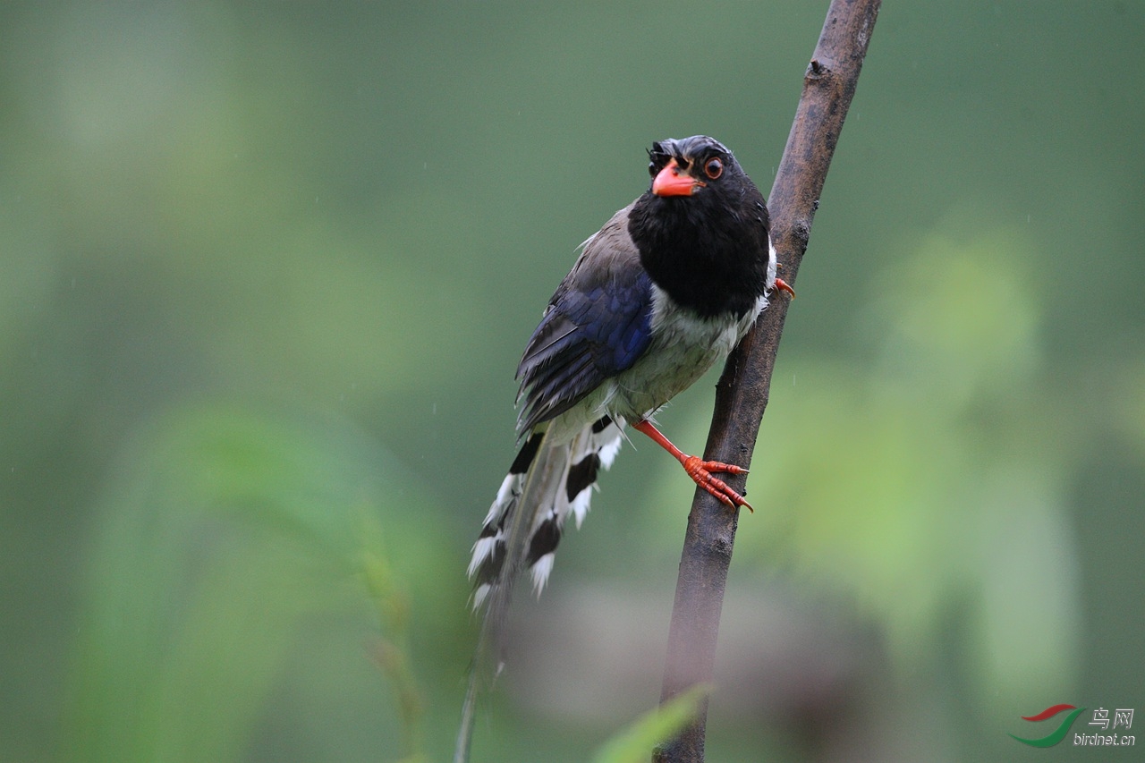 尧山此去亦多雨,青鸟殷勤为那般? - 观鸟拍鸟之