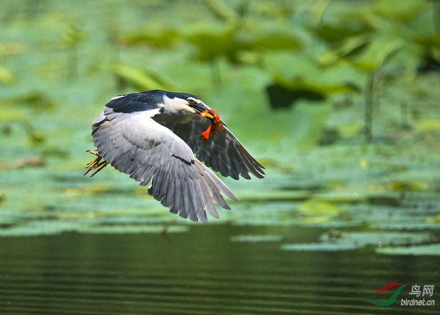 夜鹭抓鱼 - 鸟类文化版 鸟网