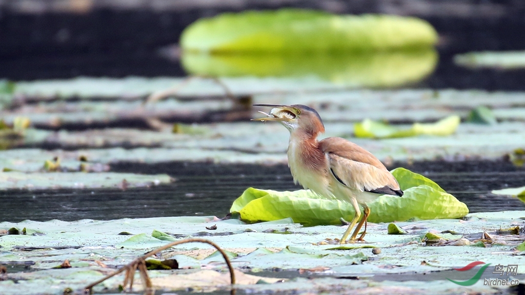 抓鱼 - 鸟类文化版 鸟网