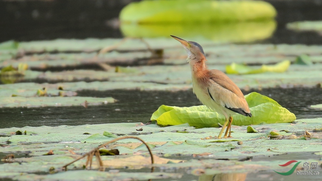 抓鱼 - 鸟类文化版 鸟网