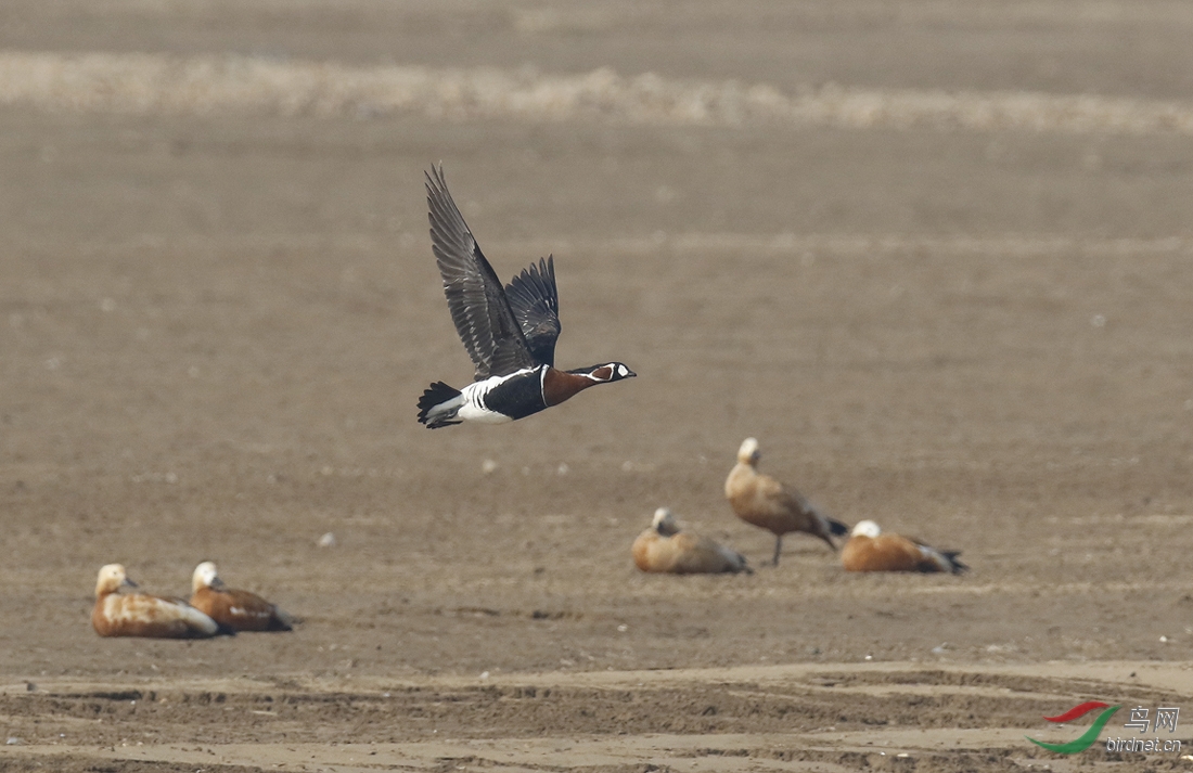 红胸黑雁 red-breasted goose