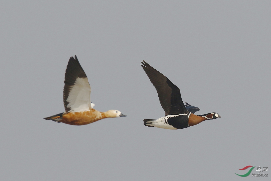 红胸黑雁 red-breasted goose