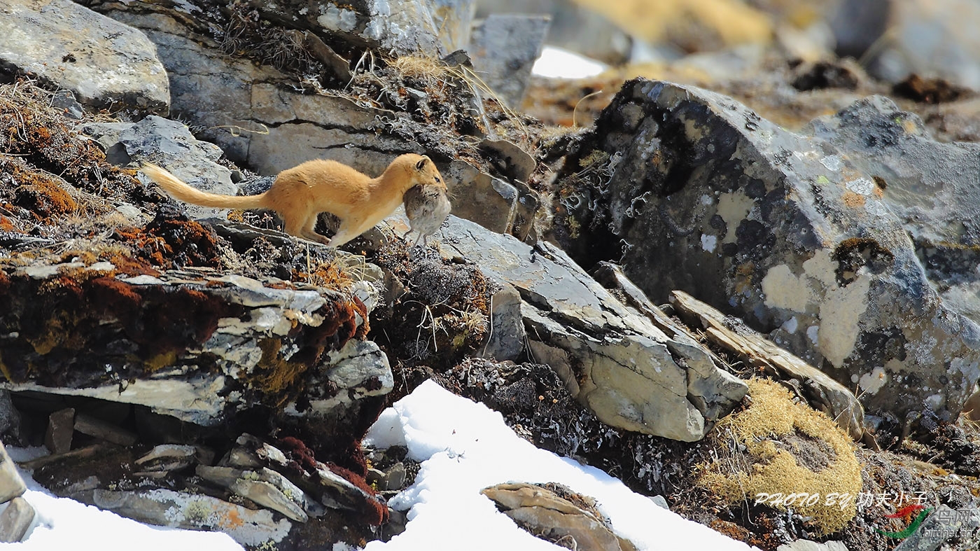 巴郎山的黄鼬 - 陕西版 Shanxi 鸟网