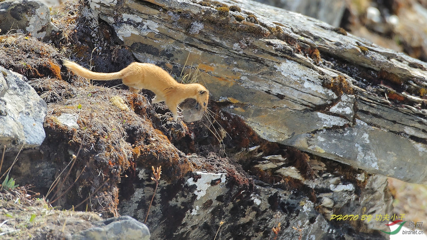 巴郎山的黄鼬 - 陕西版 Shanxi 鸟网