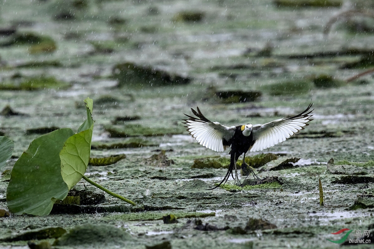 雨中水凤凰