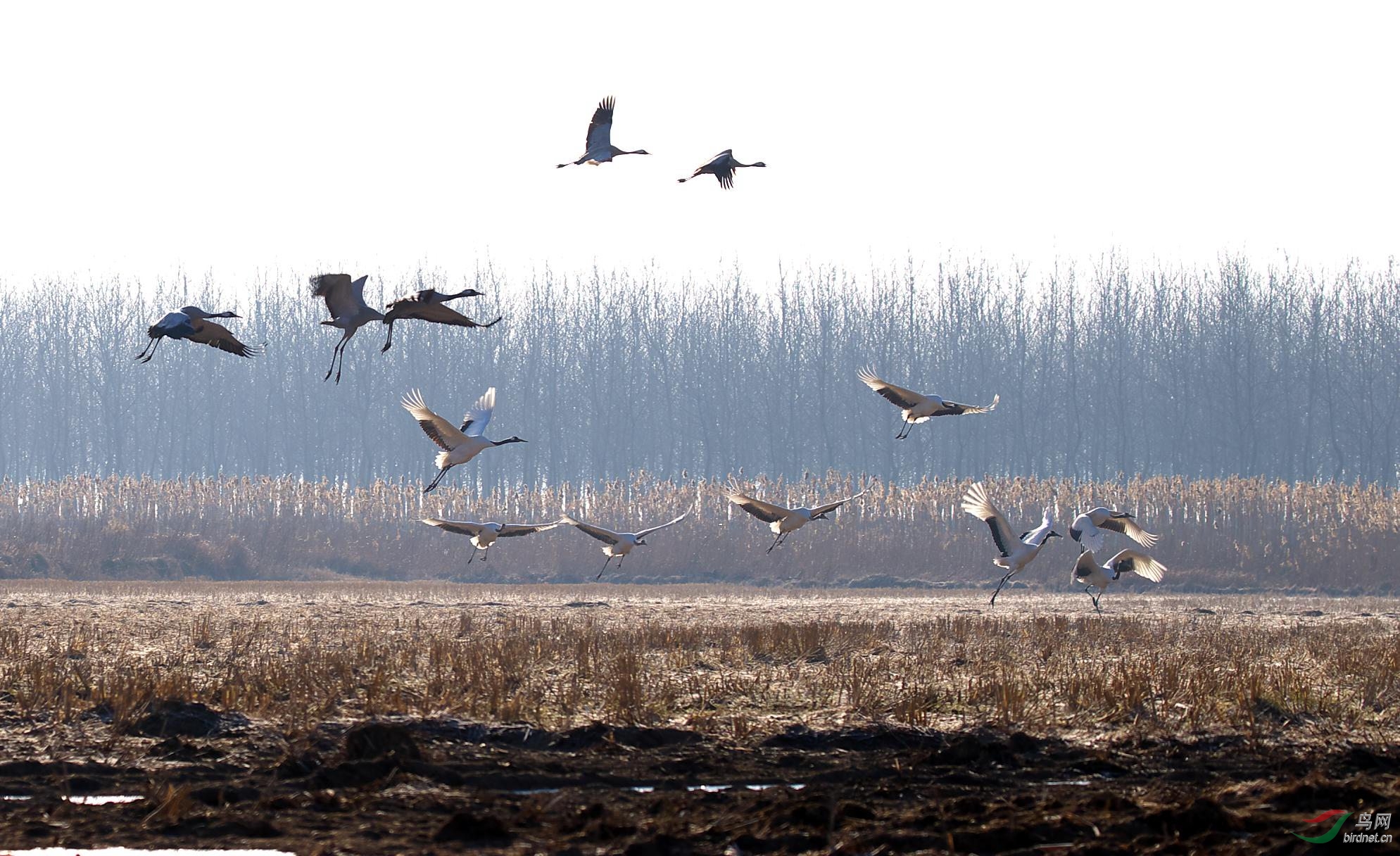 青鸟殷勤为探看 - 浙江版 Zhejiang 鸟网