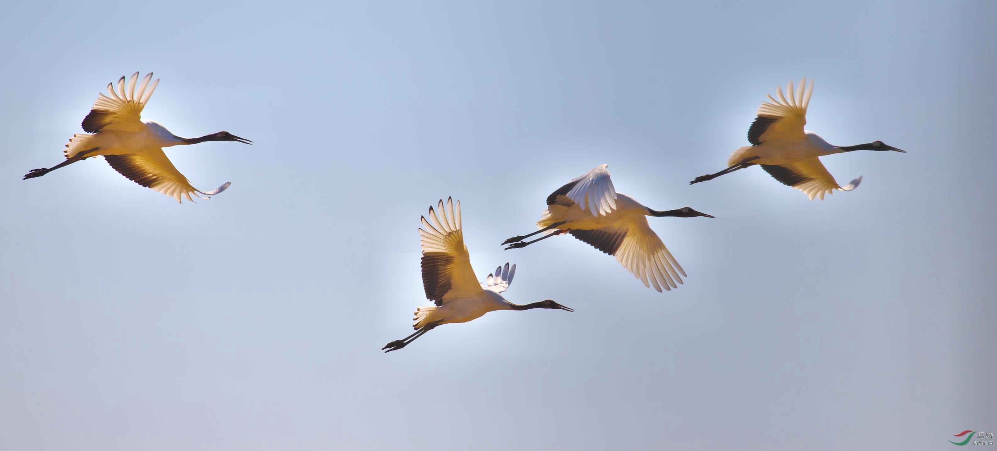 青鸟殷勤为探看 - 浙江版 Zhejiang 鸟网