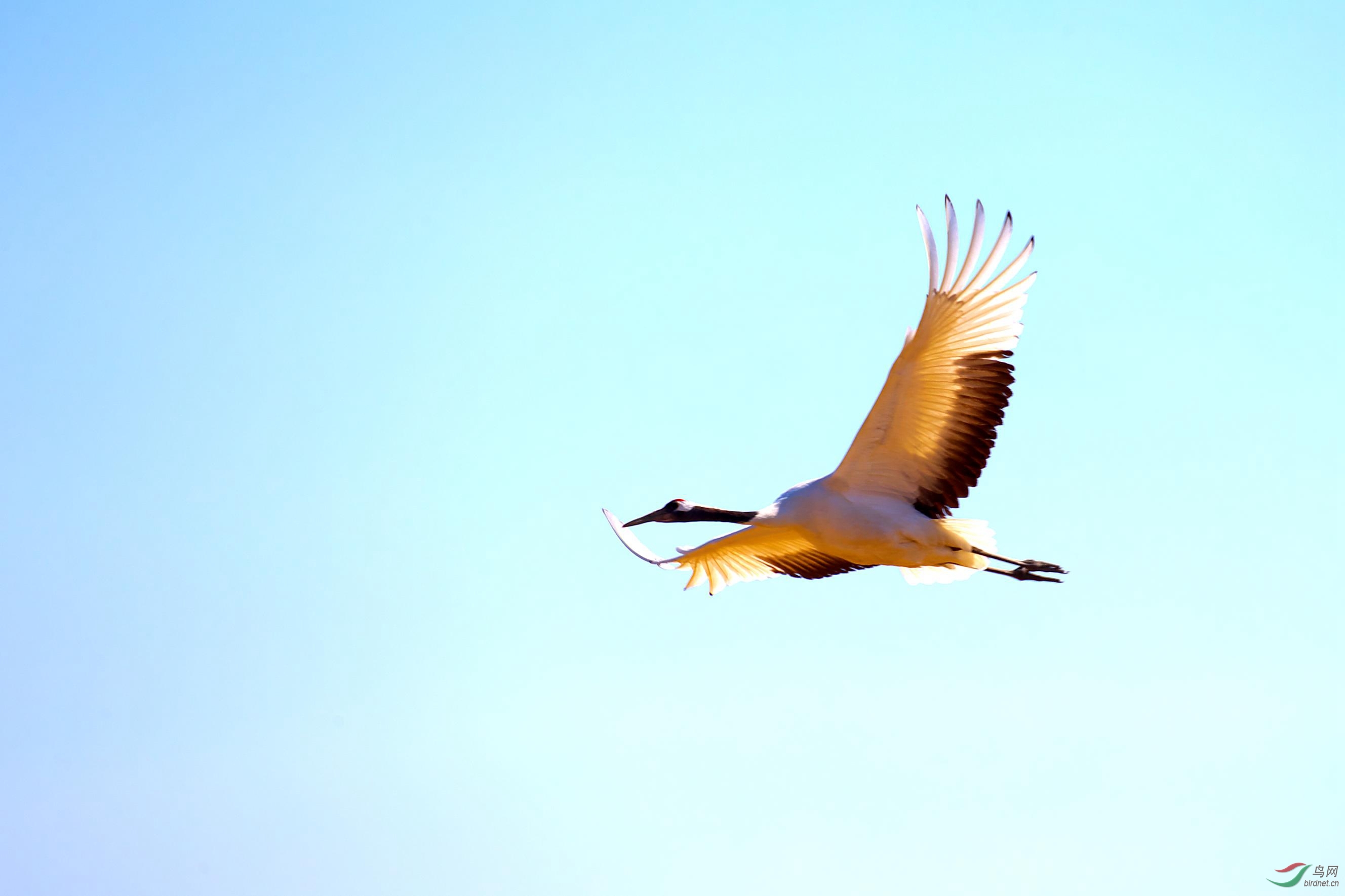 青鸟殷勤为探看 - 浙江版 Zhejiang 鸟网