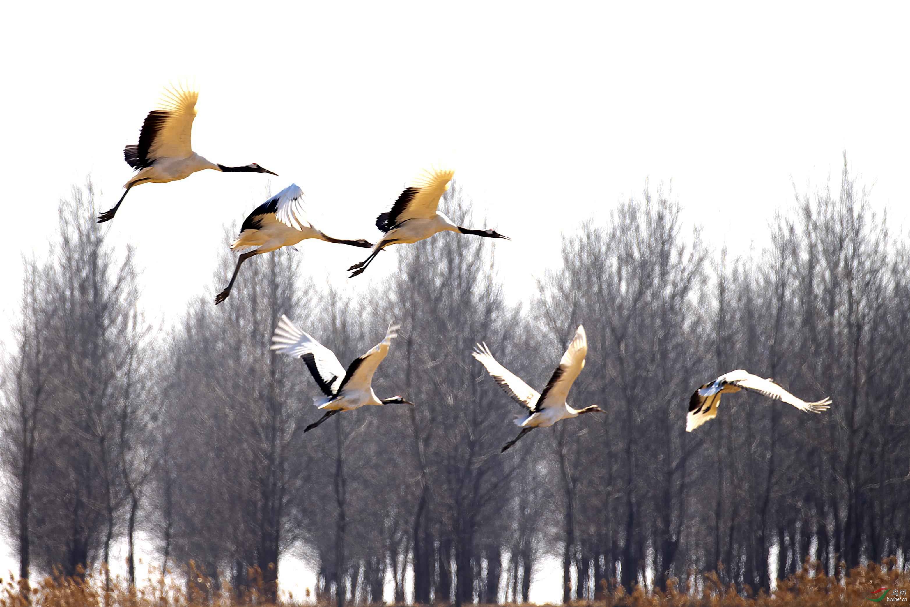 青鸟殷勤为探看 - 浙江版 Zhejiang 鸟网