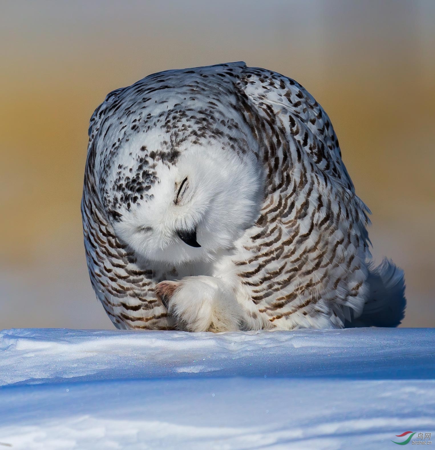 内蒙古新巴尔虎右旗的白雪公主--雪鴞 snowy owl(p4鸟网首页精华)