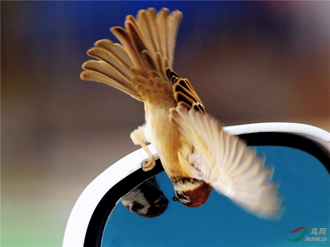 爱美的小麻雀 - 人文纪实版 鸟网