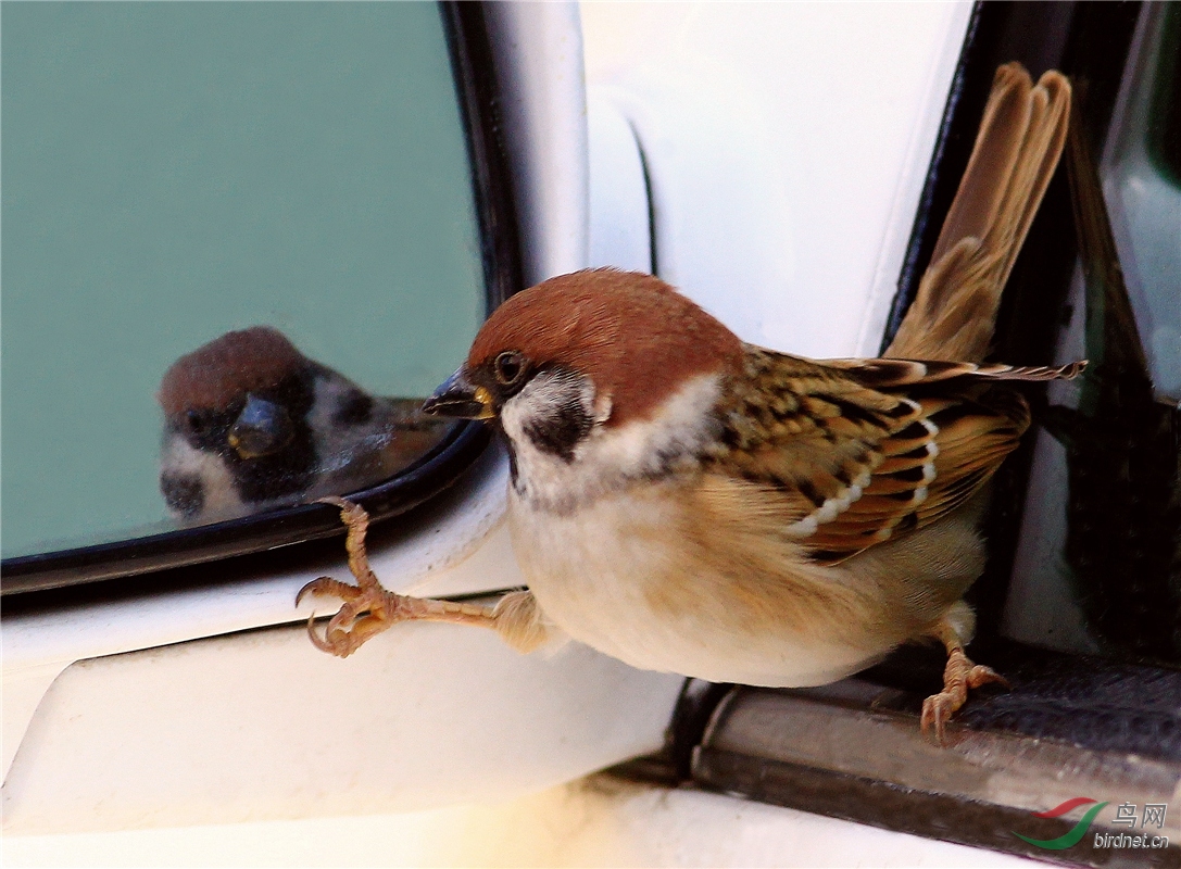 爱美的小麻雀 - 人文纪实版 鸟网