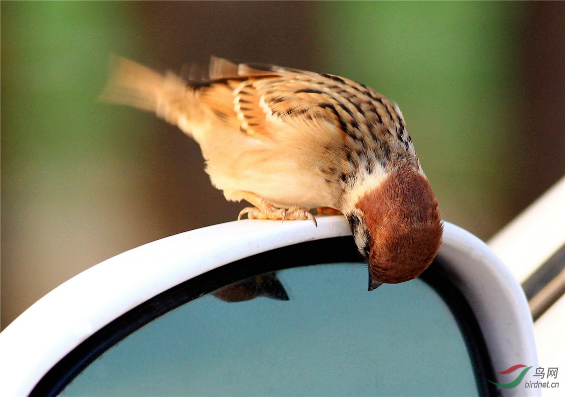 爱美的小麻雀 - 人文纪实版 鸟网