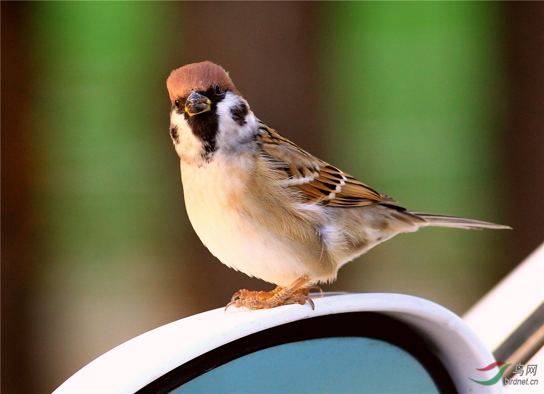 爱美的小麻雀 - 人文纪实版 鸟网