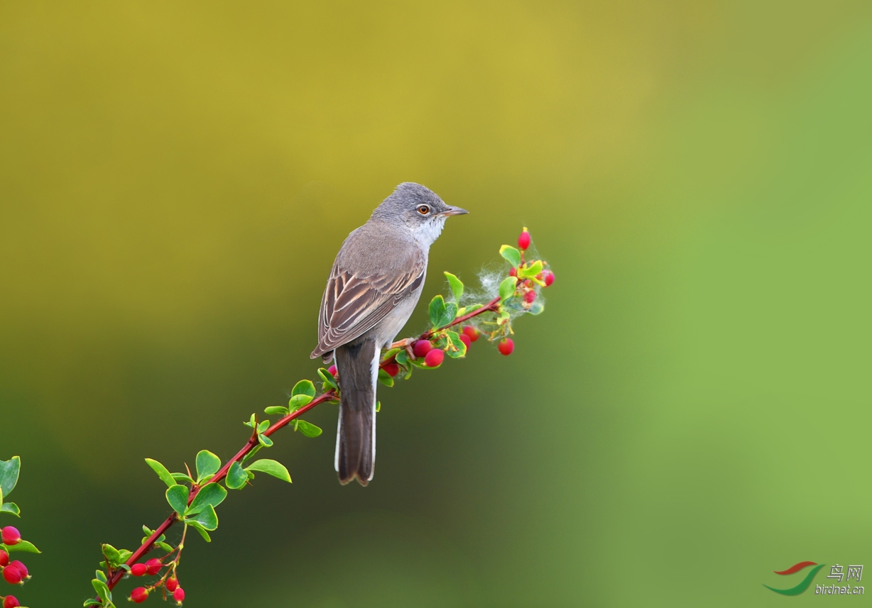 灰白喉林莺  common whitethroat