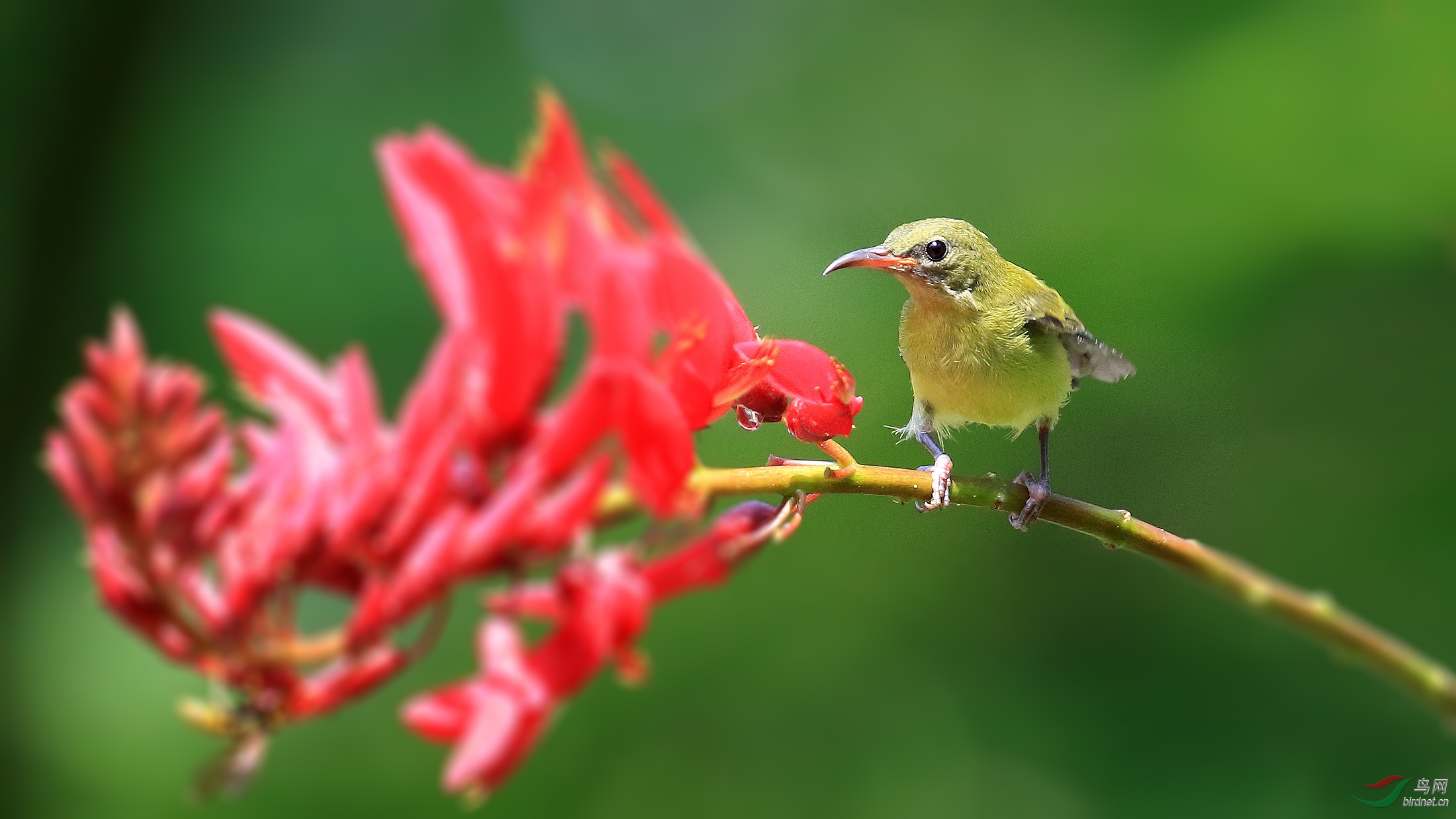 乐山的叉<em>尾妹</em> - 四川版 Sichuan 鸟网