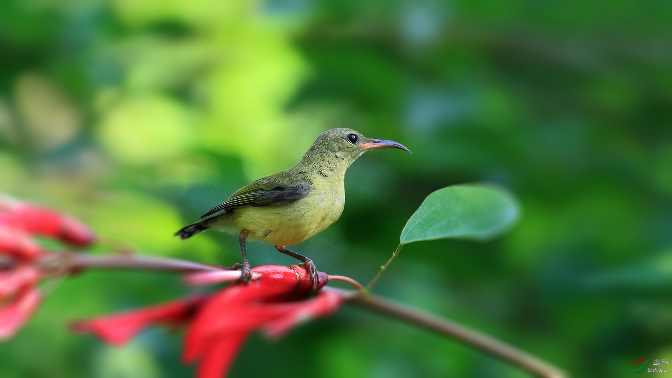 乐山的叉<em>尾妹</em> - 四川版 Sichuan 鸟网