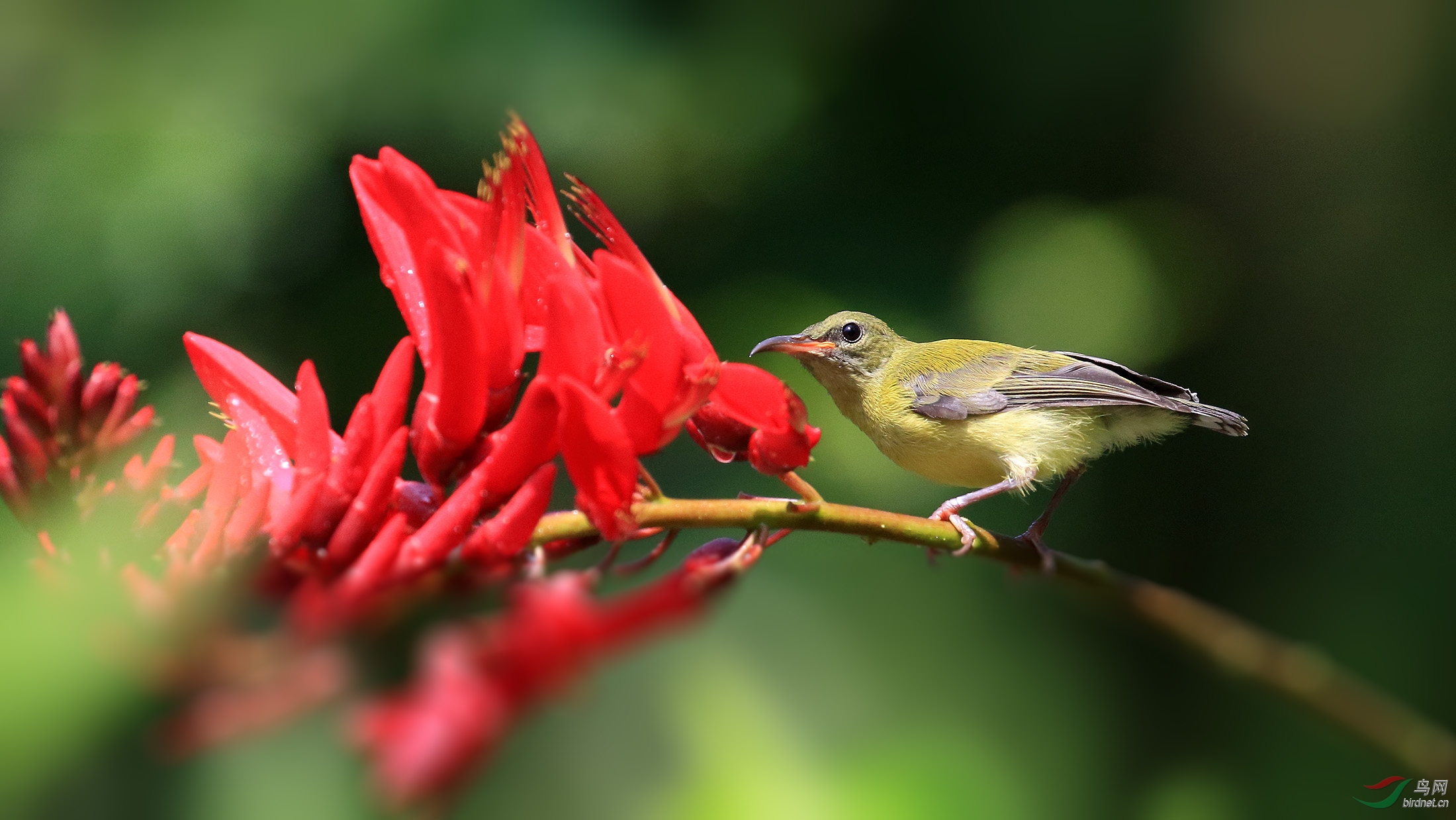 乐山的叉<em>尾妹</em> - 四川版 Sichuan 鸟网