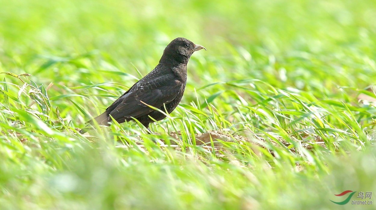 黑百灵风萧萧兮黑百灵blacklark