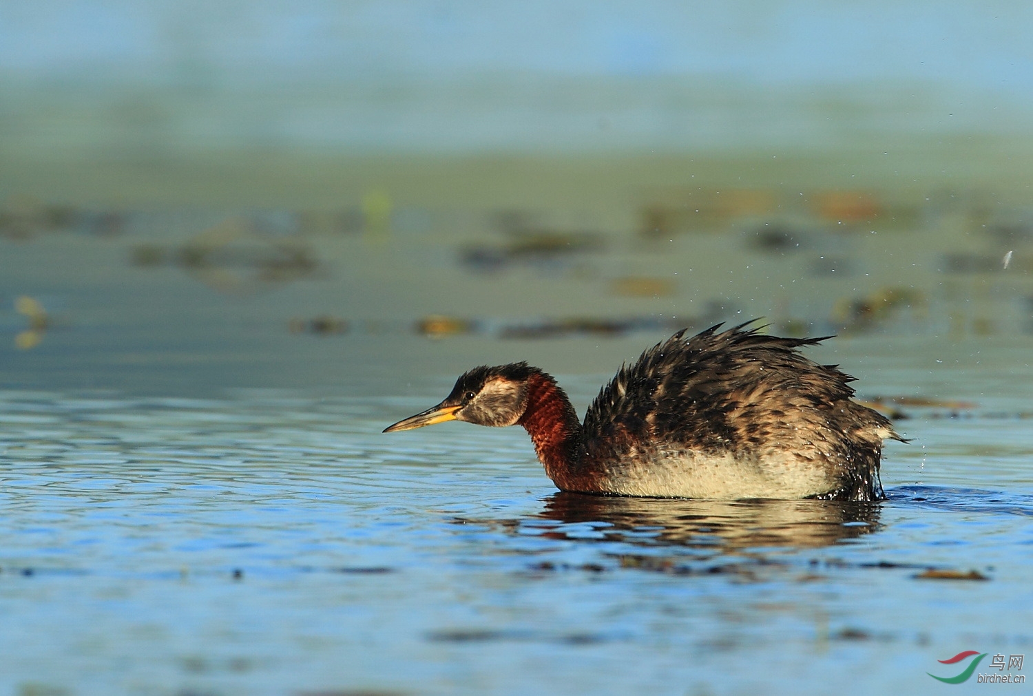 中国的五种䴙䴘——黑颈鸊鷉 black-necked grebe