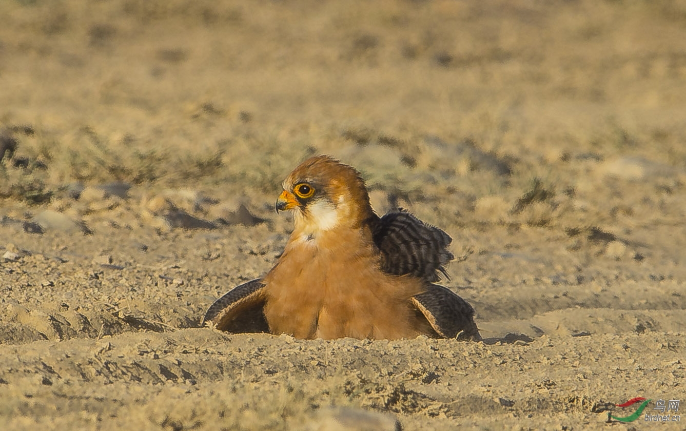 (西红脚隼)西红脚隼(雌鸟 red-footed falcon~贺首页精彩帖)