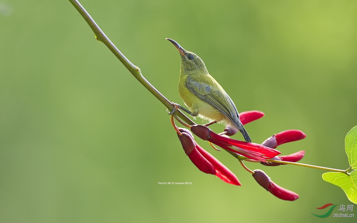 ~夏日叉尾太阳鸟 Fork-tailed Sunbird (~贺首页