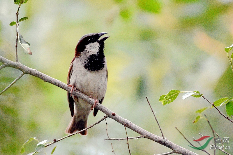 黑胸麻雀