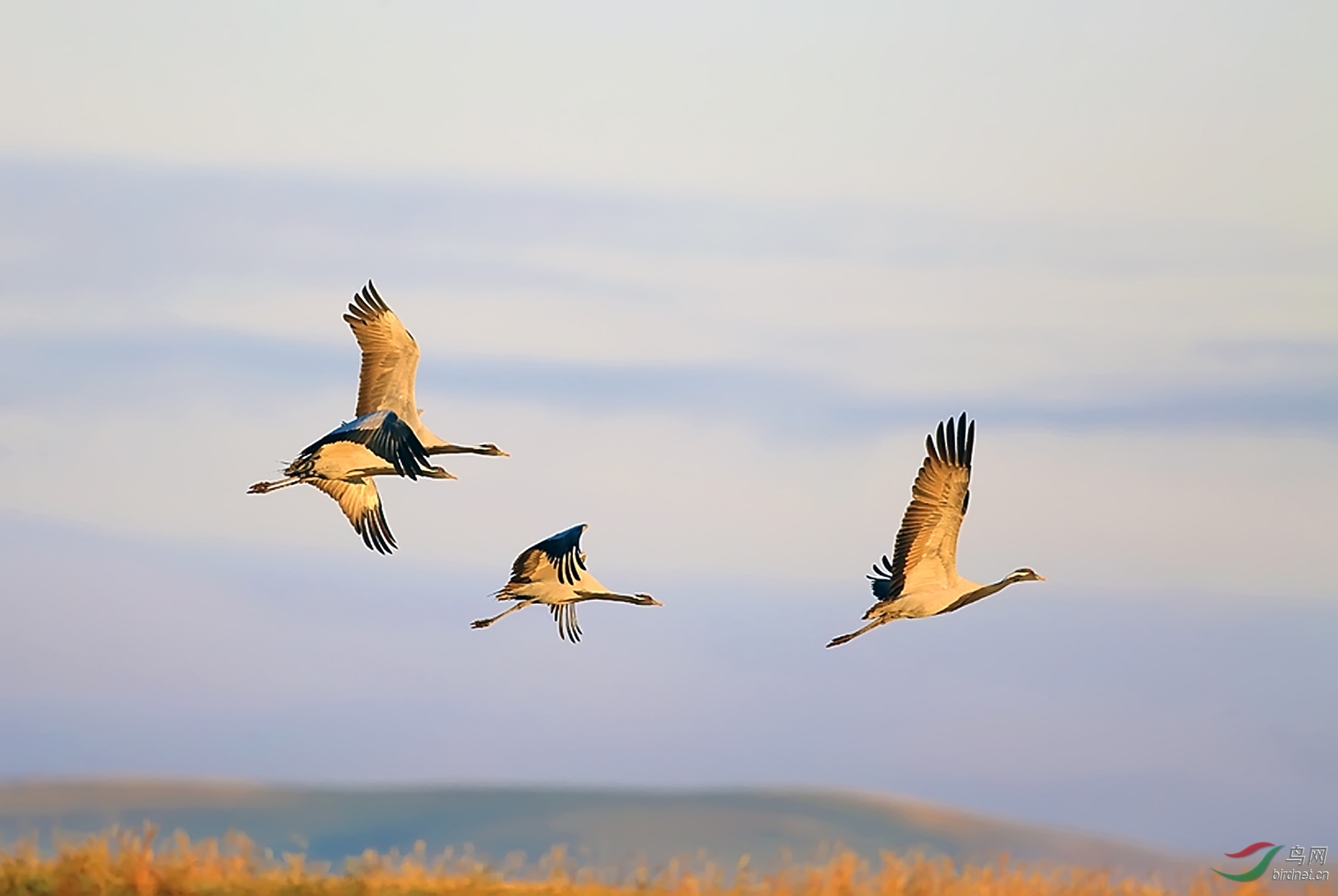 (蓑羽鹤)看野鹤飞翔——蓑羽鹤 demoiselle crane (贺图1获首页精华