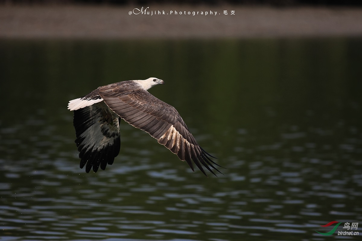 马来西亚白腹海雕-white-bellied sea eagle