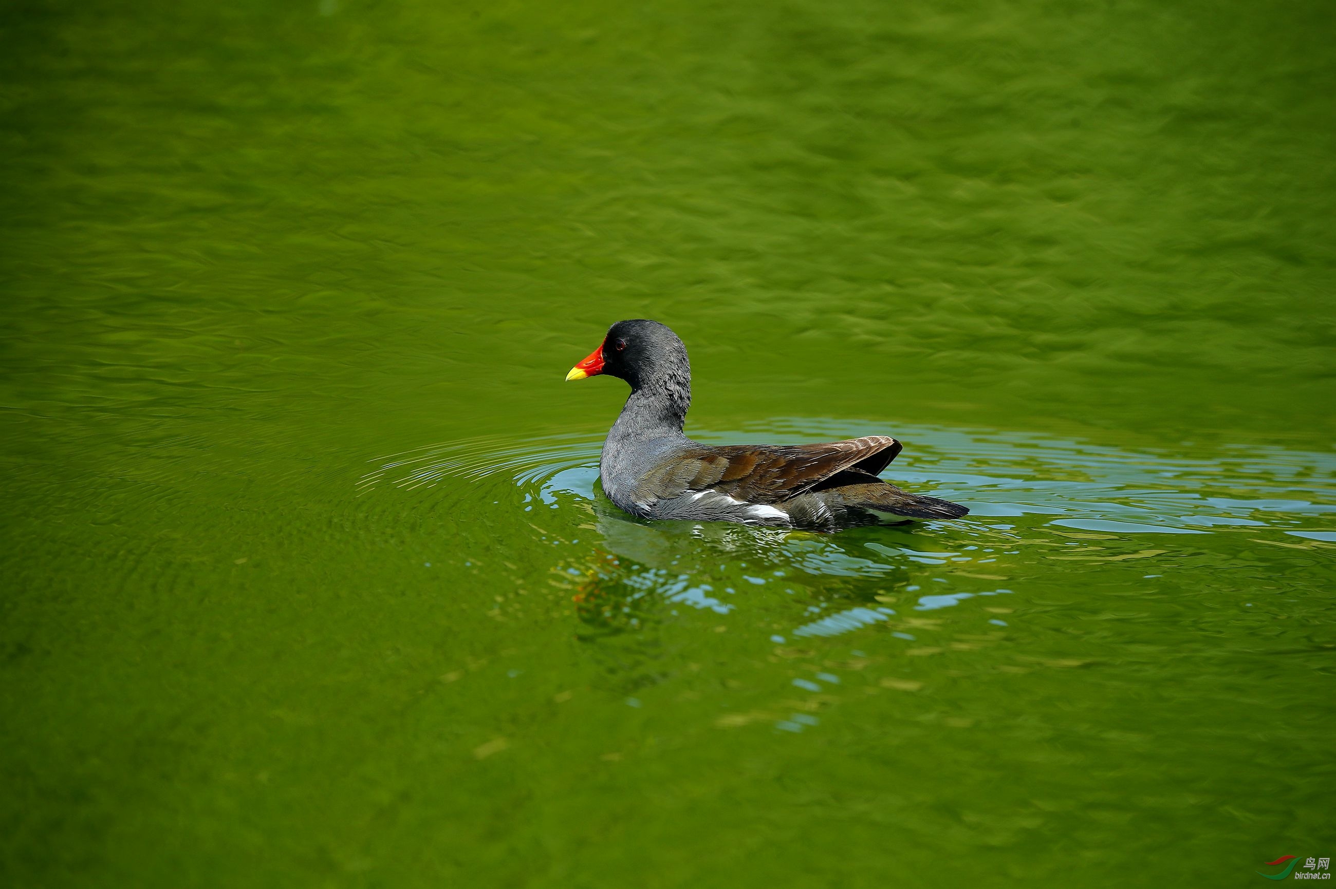 黑水鸡