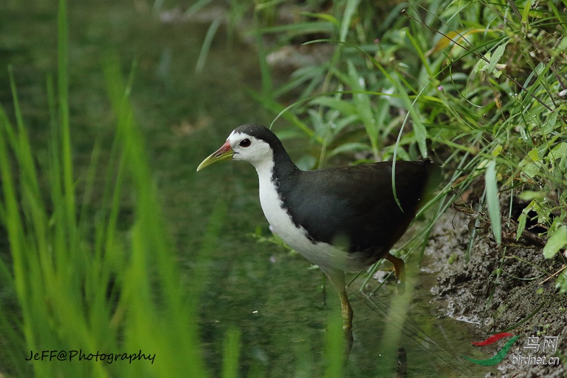 white-breasted waterhen白腹秧鸡.jpg