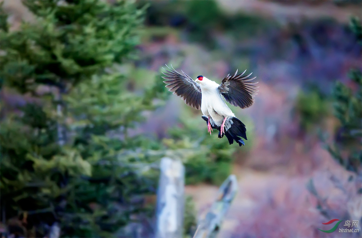 (白马鸡)一组飞鸡——白马鸡 white eared pheasant