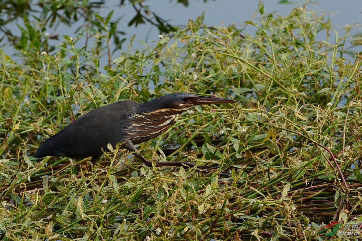 黑鳽