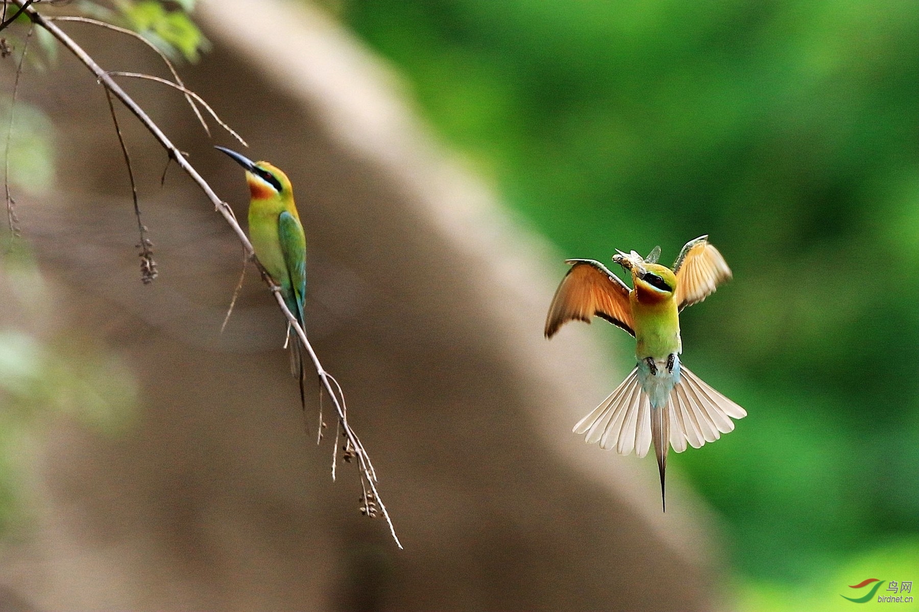别不理我 - 海南版 Hainan 鸟网