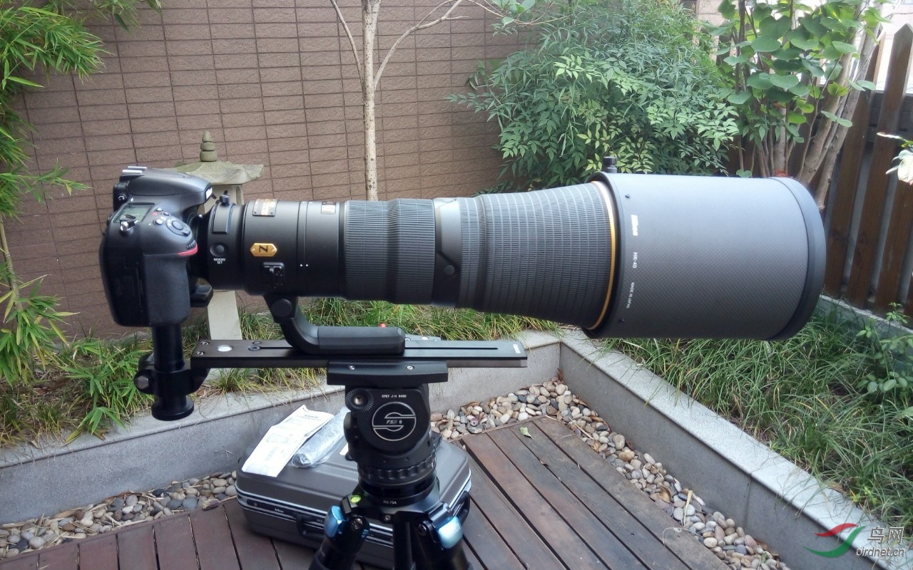 新镜到手(nikon 600mm f4e) - 四川版 Sichuan 鸟