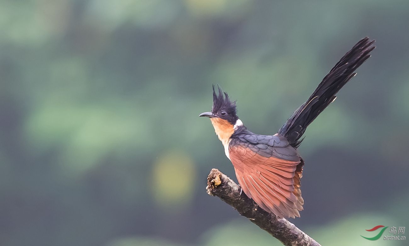 (红翅凤头鹃)红翅凤头鹃 chestnut-winged cuckoo