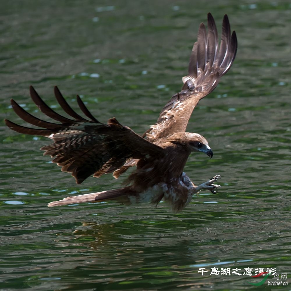 千岛湖老鹰基地作品-------黑耳鸢抓鱼瞬间