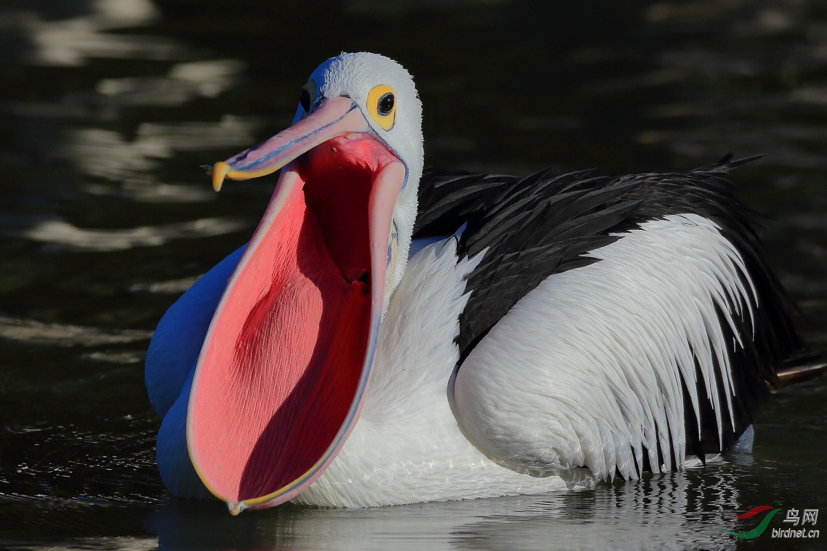 (澳洲鹈鹕)快乐的大嘴鹈鹕 Australian Pelican (