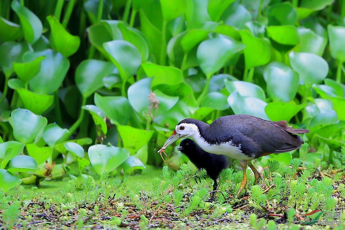点点滴滴亲子情,前前后后娘最亲--白胸(苦恶)鸟