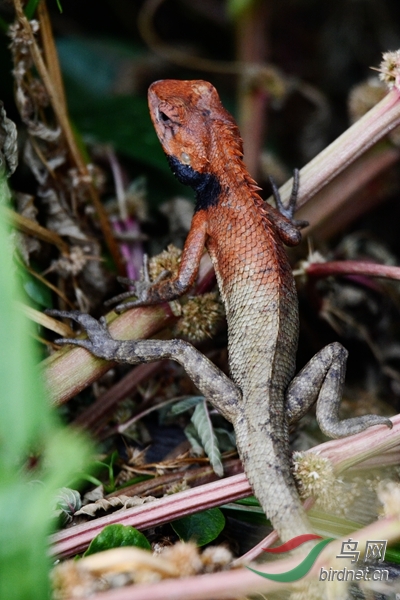 变色龙 - 野生动物版 鸟网
