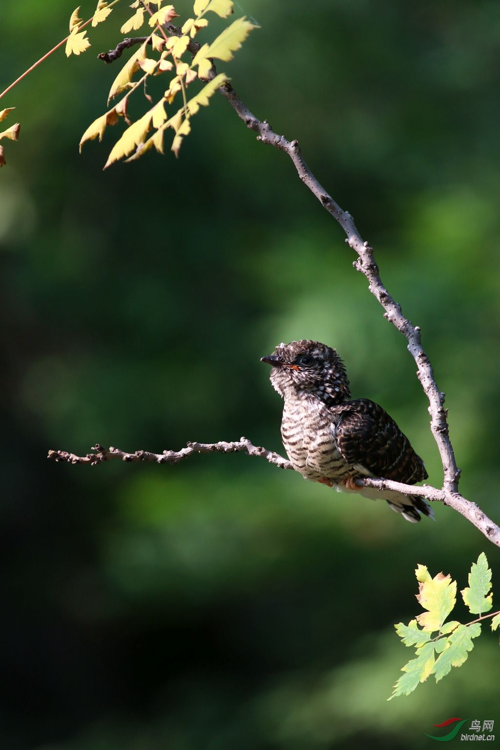 小噪鹃的亲妈和后娘 - 山东版 Shandong 鸟网