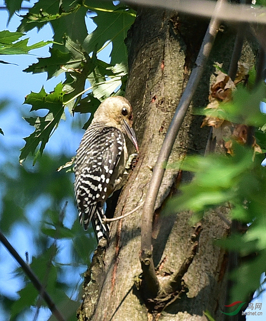 森林卫士 捉虫专家 - 观鸟拍鸟之旅 Bird Trip Re