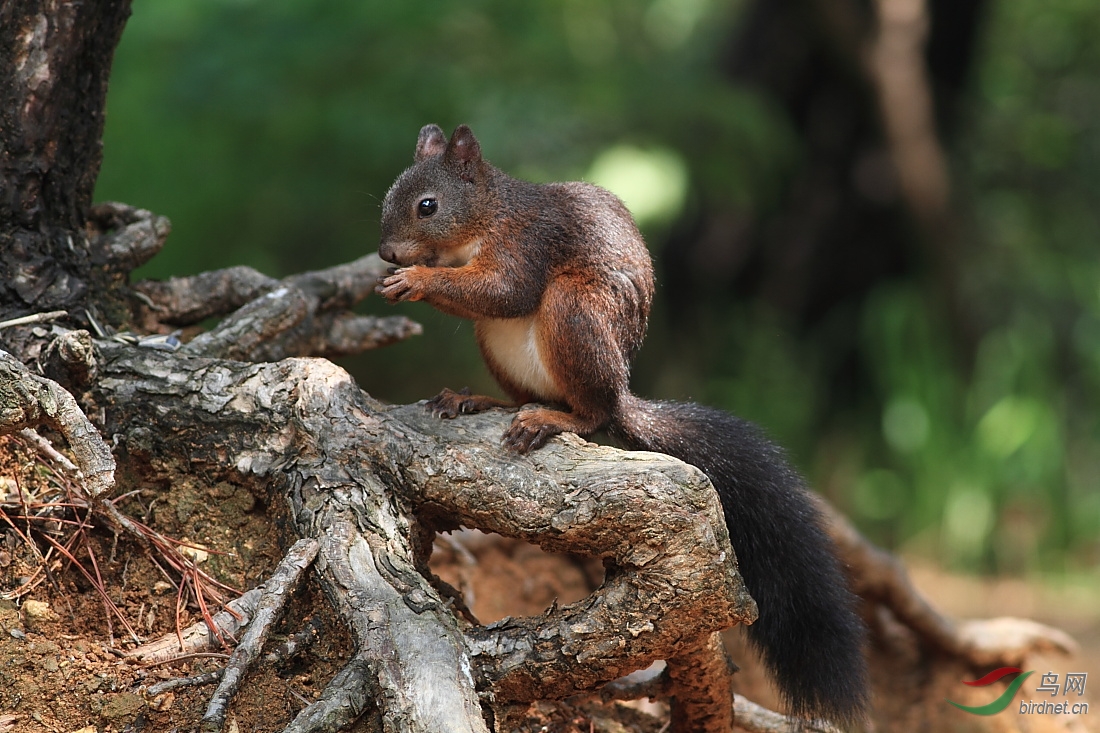 灰松鼠 - 辽宁版 Liaoning 鸟网
