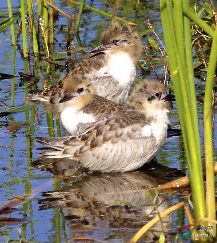 小虚浮鸥的早餐 - 内蒙古版 Neimenggu 鸟网