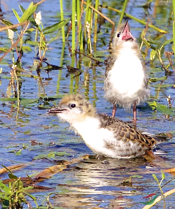 小虚浮鸥的早餐 - 内蒙古版 Neimenggu 鸟网