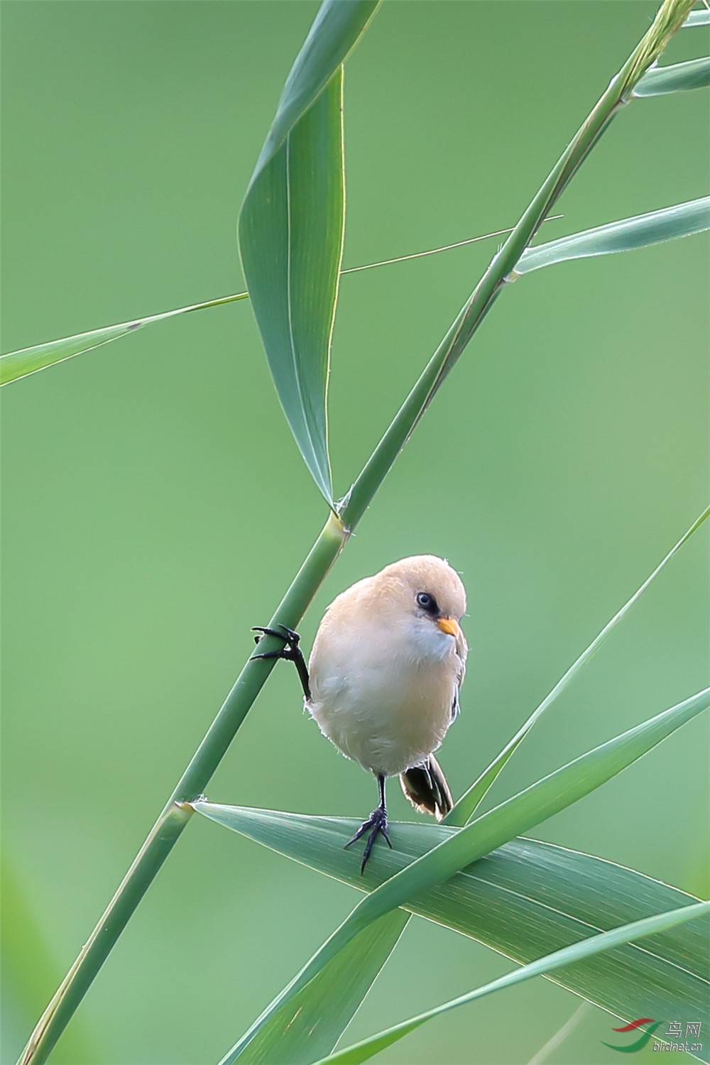 文须雀幼崽 - 河北版 Hebei 鸟网