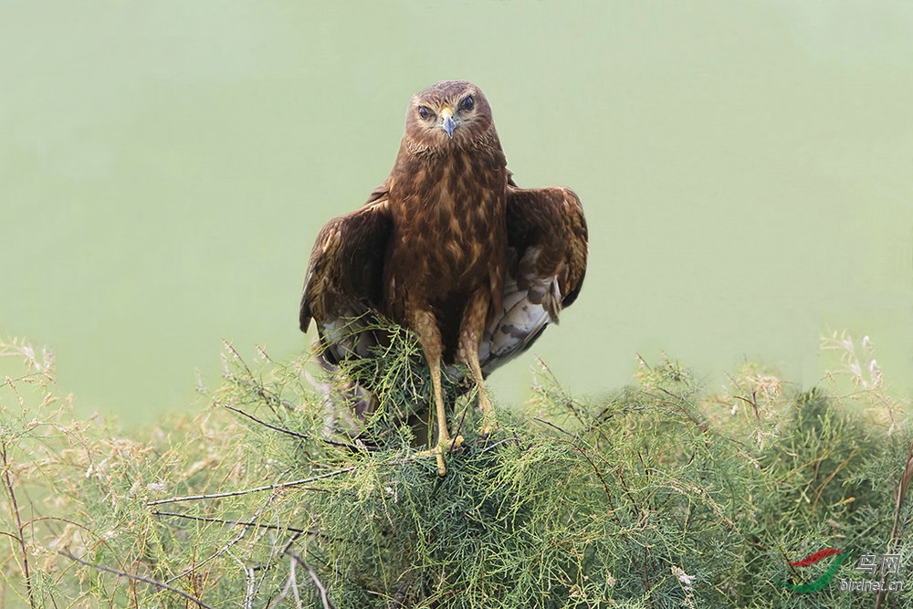 学习ps拿前天拍的鹊鹞练练,做的肯定不好请老