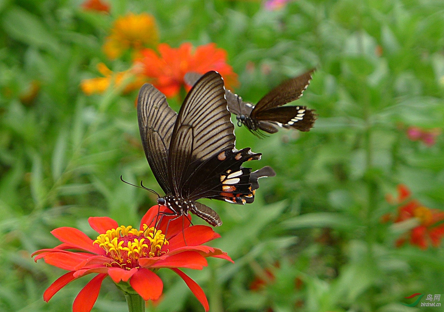 双蝶戏花150814一组玉带凤蝶papiliopolytes