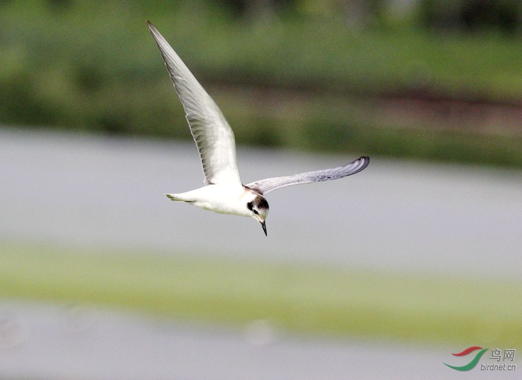 我要飞的更高 - 观鸟拍鸟之旅 Bird Trip Reports
