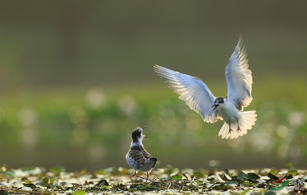 我会飞了! - 湖北版 Hubei 鸟网